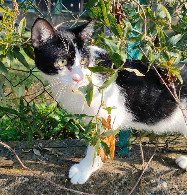 FELIX & SILVESTRO, pupi meravigliosi Foto 3